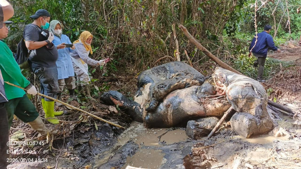 Gajah sumatera ditemukan mati dengan kepala terpenggal di kawasan konsesi